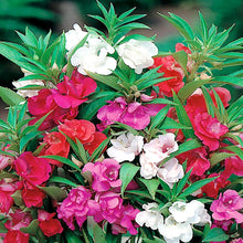 Black Camellia & Impatiens Mix Seeds for a lasting addition to the landscape