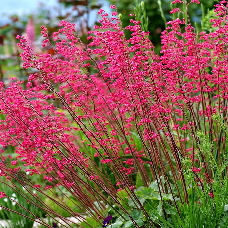 Heuchera 'Firefly' coral bells for flower garden