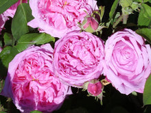 Charles de Mills Rose Seeds (Rosa gallica) for growers filling out the flower beds and heritage gardens