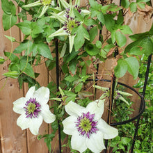 White Clematis Clematis Florida Seeds known for backyard Climbing Structures