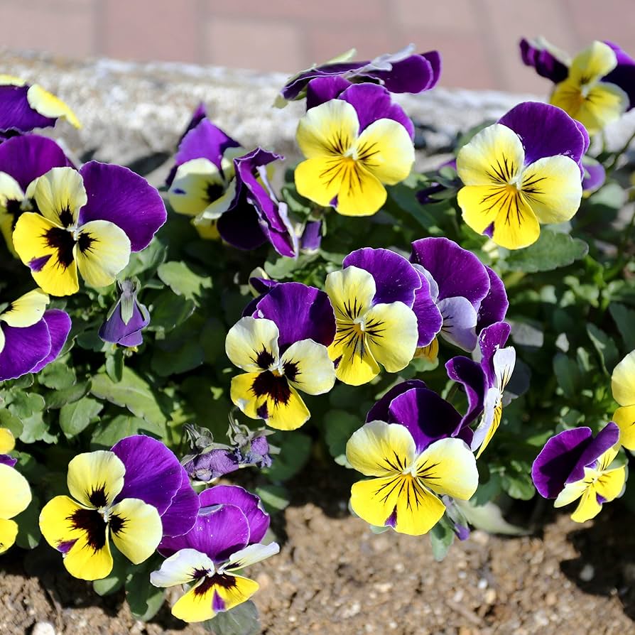 Pansy Mix Color Viola Tricolor Flower - for planting in home garden