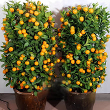 Orange Citrus Sinensis Seeds for planting in home garden