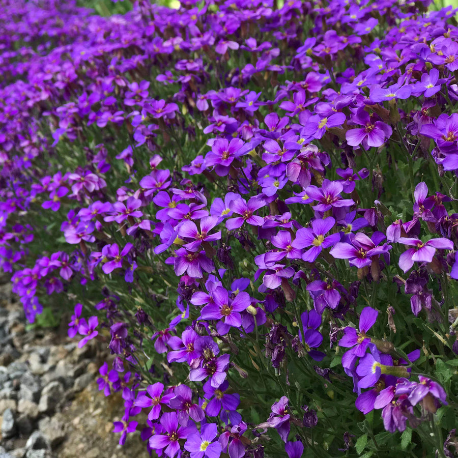 Roccia Cress Aubrieta Cascade Purple Flower Plant - for planting in home garden