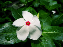 Nana Vinca Little Bright Eyes Seeds for gardeners building out beds and borders