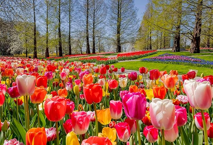Rainbow Tulip Tulipa Gesneriana Flower Seeds for Planting in Home Garden and Perennial Beds - for planting in home garden