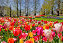 Tulip Tulipa gesneriana flower seeds for planting in seasonal beds or home garden - for planting in home garden