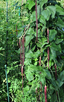 Long Red Bean Vigna Unguiculata Seeds for a productive addition to the vegetable patch