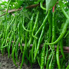 Pepper Capsicum Annuum Giant Spicy Chili Seeds prized among growers for backyard Culinary Use