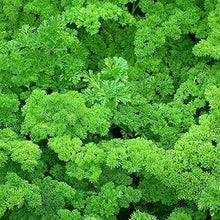 Green Parsley Plants for a fragrant addition to the herb patch