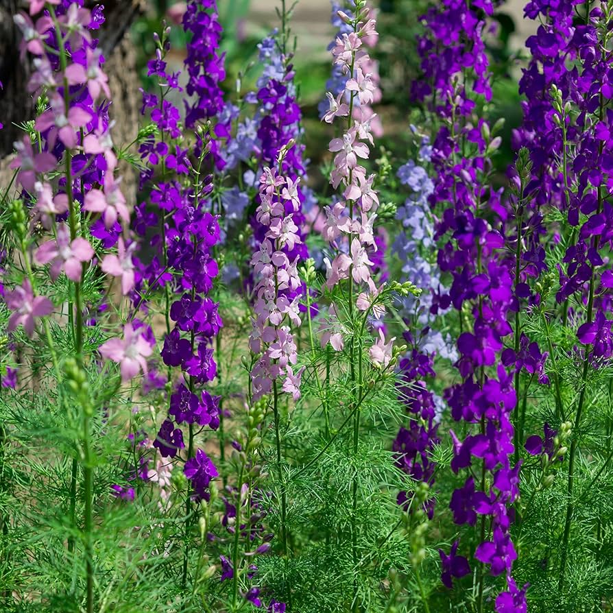 Rocket Delphinium Delphinium elatum flower seeds for planting in backyard gardens - for planting in home garden