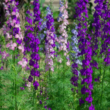 Rocket Delphinium Seeds (Delphinium elatum) for growers filling out the home garden borders