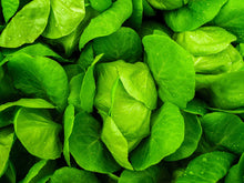 Geely Lettuce Seeds (Lactuca sativa) for growers stocking the Urban Garden
