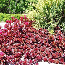 Sedum Voodoo Succulent Seeds for easy-care planting in pots or beds
