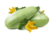 Gray Zucchini Summer Squash Seeds prized among growers for unique Heirloom Varieties