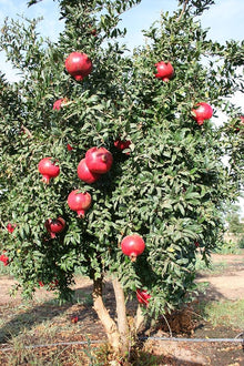Giant pomegranate – Punica granatum – seed for fruit and succulent cultivation