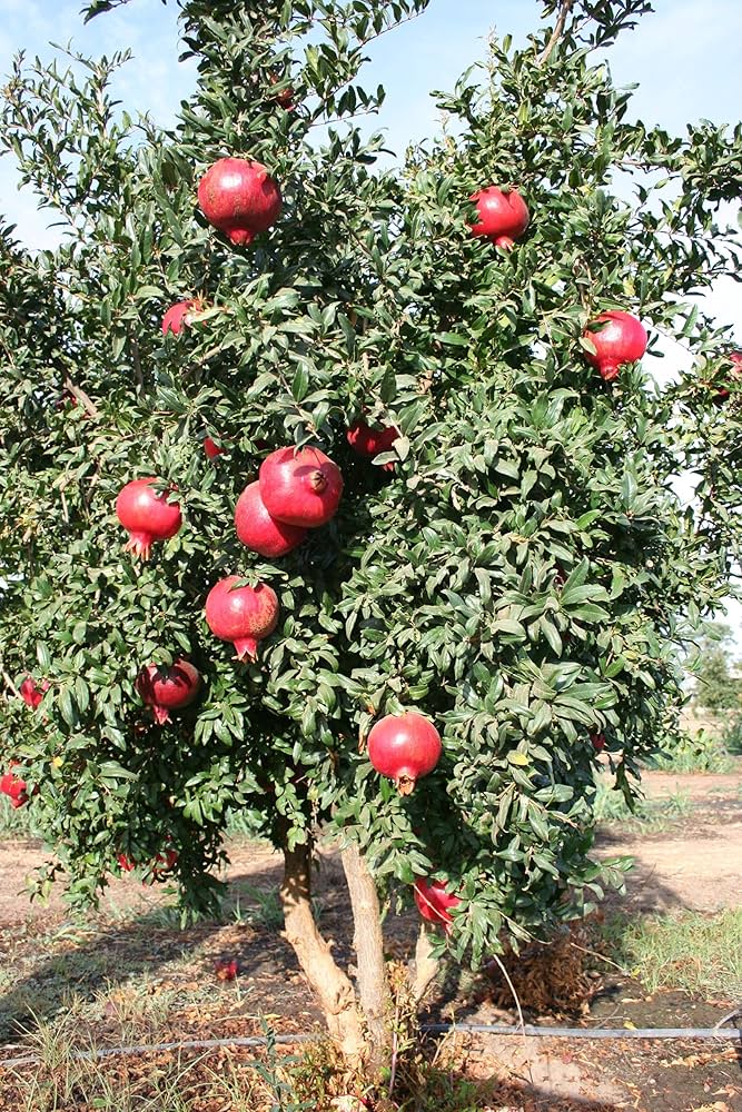 Giant pomegranate – Punica granatum – seed for fruit and succulent cultivation