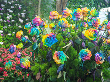 Holland Rainbow Rose Seeds for gardeners building out beds and borders