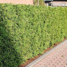 White Cedar Seeds (Thuja occidentalis) for long-term planting in the yard