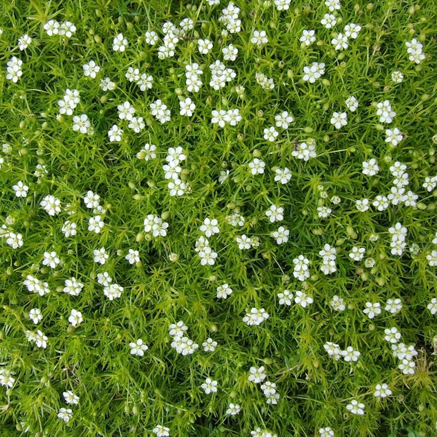 Irish Moss – Sagina subulata – for creative garden planting