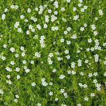 Irish Moss – Sagina subulata – for creative garden planting