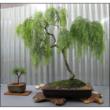 Iberbillea Lindheimeri Rare Bonsai Seeds