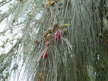 Larch Tree Seeds (Larix decidua) for growers establishing the landscaping and large gardens