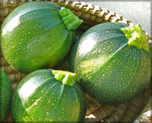 Round Zucchini Summer Squash Seeds (Cucurbita pepo) for growers stocking the Vegetable Patch
