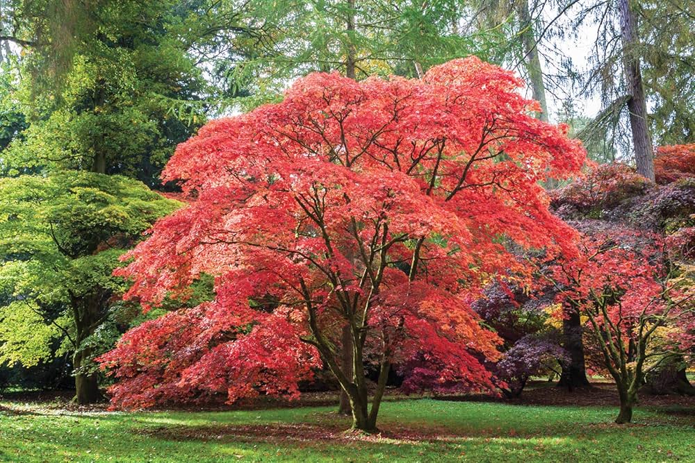 Red Maple Tree Seeds