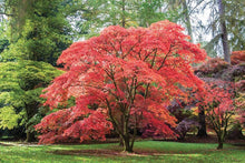 Red Maple Tree Seeds
