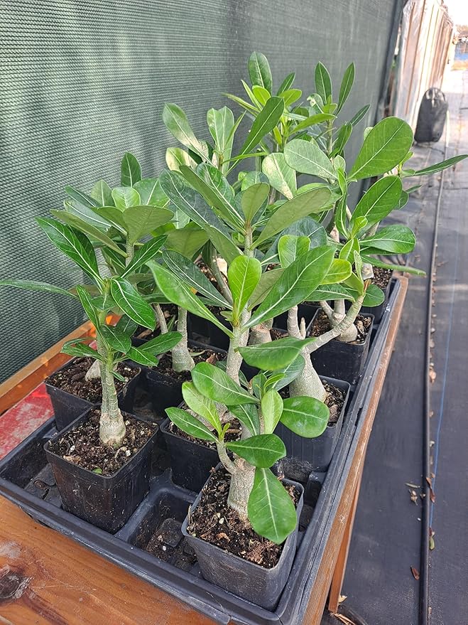 Dolce Summer Adenium Obesum desert rose bonsai seeds