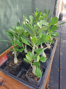 Dolce Summer Adenium Obesum desert rose bonsai seeds