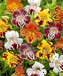 Heirloom Non-GMO Spotted Monkey Flower Seeds