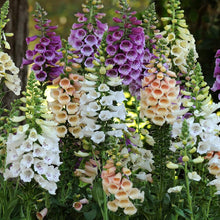 Foxglove Digitalis Purpurea flower Seeds for colorful blooms in the home garden beds and pollinator-friendly spaces