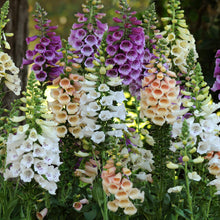 Fritillaria Digitalis Seeds for a lasting display in the Flower Bed & Garden