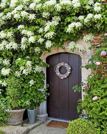 Hydrangea Hydrangea Petiolaris Climbing Seeds for climbing cover in the Trellis, Walls, and Vertical Gardens