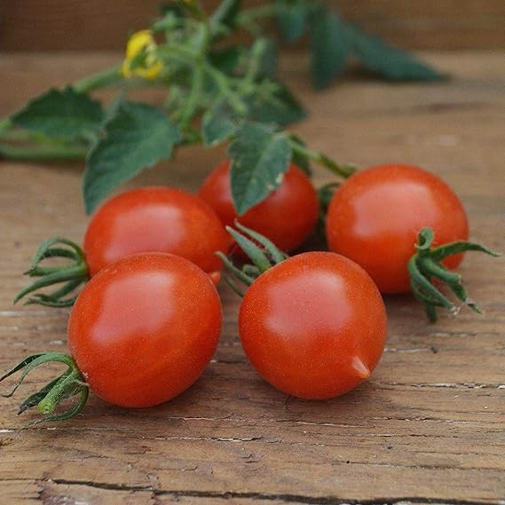 Tomato Garden for planting in home garden.