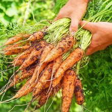 Scarlet Nantes Carrot Seeds for a productive addition to the vegetable patch