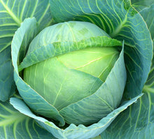 Cabbage Seeds (Brassica oleracea) for a fresh homegrown crop from the Vegetable Patch