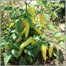 Numex Sunrise Pepper Seeds (Capsicum annuum) for a reliable harvest in the colorful home gardening areas