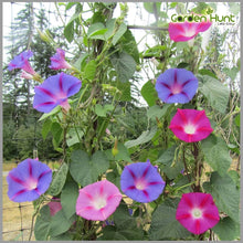 Morning Glory Ipomoea Purpurea Climbing Petunia Seeds for vertical growth across the Vertical Trellises