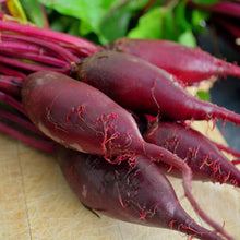 Plant Seeds (Cylindra beet) valued by growers for long red heirloom root vegetables