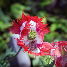 Danish Flag Poppy Seeds prized for stunning Red & White Flowers