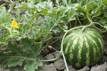Green Flesh Watermelon Seeds for a productive addition to the vegetable patch
