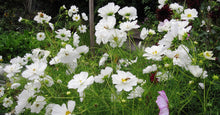 White Psycho Cosmos Seeds for growers seeking a long-blooming display