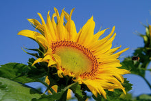 High Paw Yellow-Green Seeds for a colorful addition to any planting