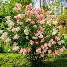 Hydrangea Hydrangea Seeds for climbing cover in the Flower Home Gardens