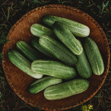 Cucumber Seeds for growers stocking a kitchen garden