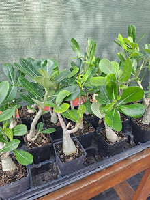 Dolce Summer Desert Rose Adenium Obesum Bonsai Seeds for a lasting addition to the landscape