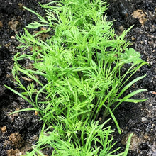 Dill Flower Bouquet Seeds for a fragrant addition to the herb patch