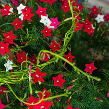 Cypress Vine Seeds (Ipomoea quamoclit) for trellises and fences in the Vertical Garden